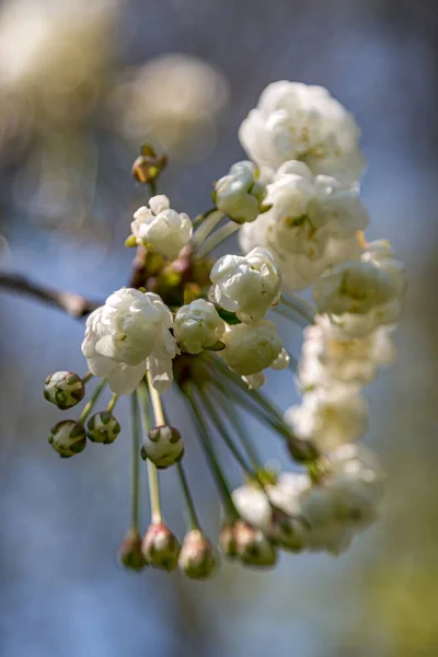 Close Flor Branca Primavera — Fotografia de Stock