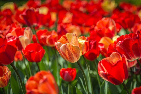 Abundante Tulipanes Rojos Bajo Sol Primaveral —  Fotos de Stock