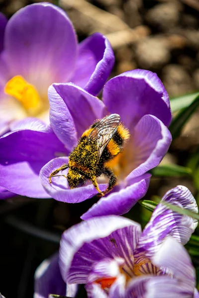 Une Abeille Collecte Pollen Une Fleur Crocus — Photo