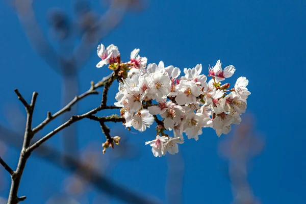Flor Árbol Soleado Día Primavera — Foto de Stock