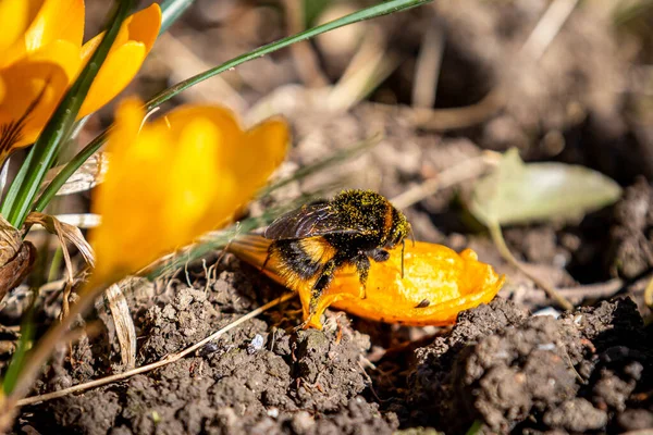 Eine Biene Auf Einer Blume Der Frühlingssonne — Stockfoto