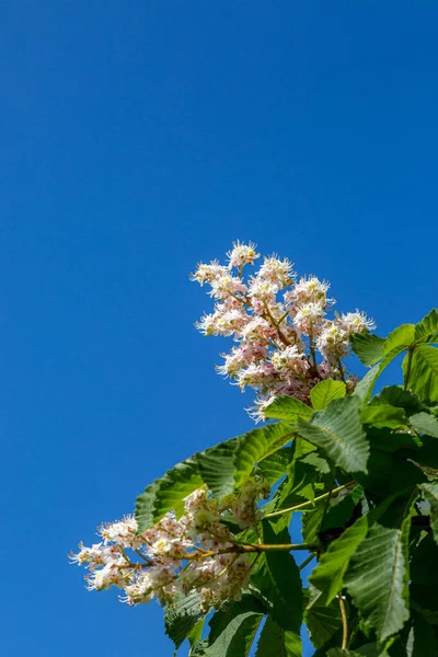 Końskie Drzewo Kasztanowe Bloom Słoneczny Dzień Wiosny — Zdjęcie stockowe