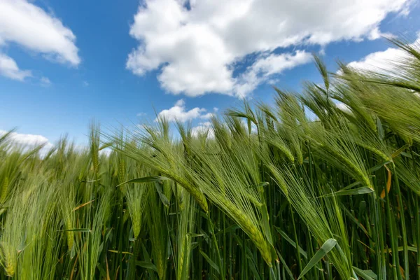 Uma Visão Baixo Ângulo Das Culturas Cereais Crescendo Com Céu — Fotografia de Stock
