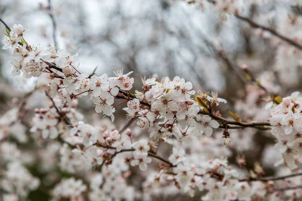Flor Cerezo Primavera Con Una Profundidad Campo Poco Profunda — Foto de Stock