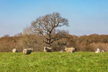 Sussex kırsalında, koyunları ve koyunları olan bir arazi.