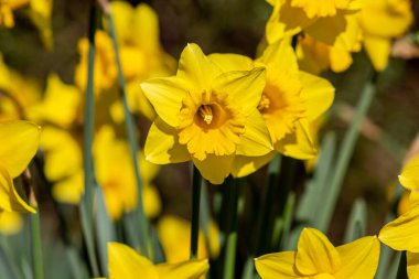 Bahar güneşinde canlı sarı nergisler