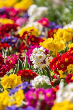 Güneşli bir bahar gününde, çiçek açmış canlı primula polyanta.