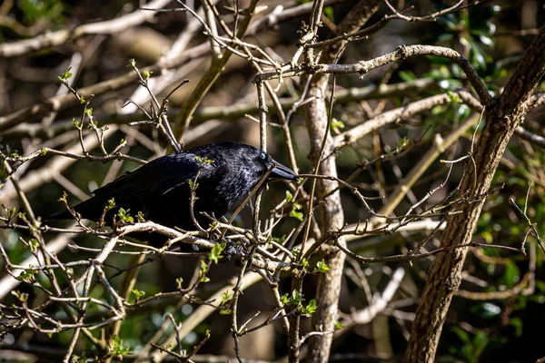 Corbeau Prenant Des Rameaux Pour Construction Nid Printemps — Photo