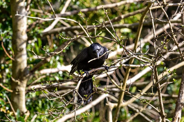 Eine Krähe Nimmt Zweige Für Den Nestbau Frühling — Stockfoto