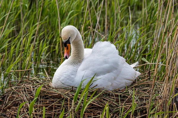 Baharda yuvasında oturan dilsiz bir kuğu.