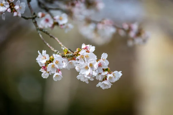 Blossom Tree Spring Sunshine — Stock Photo, Image