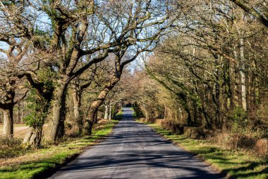 Kırsal Sussex Ağaçlı Yol