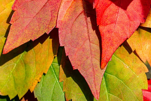 Een Volledige Frame Foto Van Levendige Herfstbladeren — Stockfoto