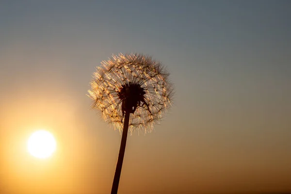 Menatap Sebuah Dandelion Bibit Saat Matahari Terbenam — Stok Foto