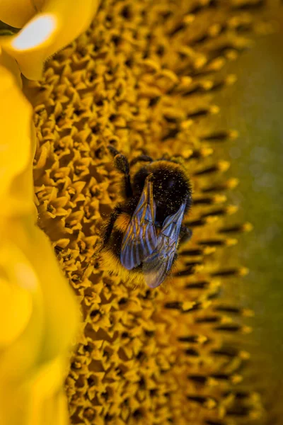 Nahaufnahme Einer Biene Auf Einer Sonnenblume Mit Geringer Schärfentiefe — Stockfoto