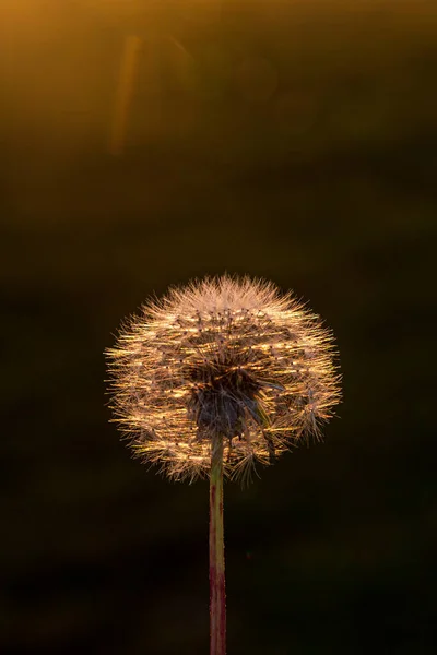 夕暮れ時のタンポポの種に輝く太陽 — ストック写真