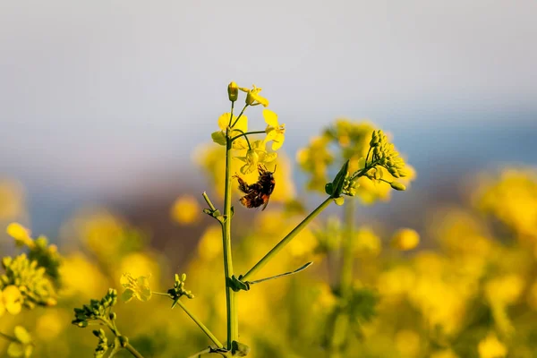 一种从油菜花中采集花粉的蜜蜂 有浅浅的田野深度 — 图库照片