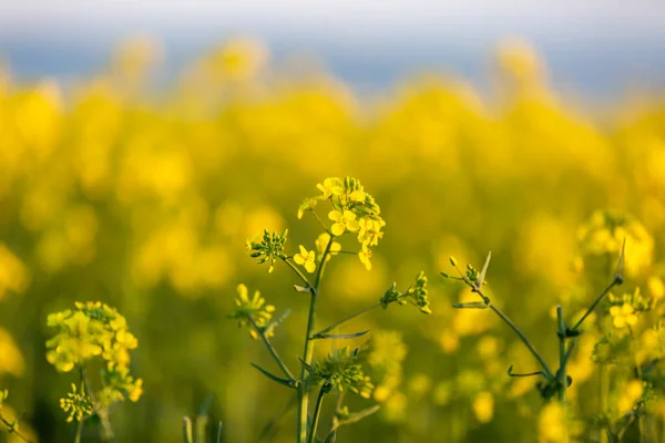 春日的阳光下生机勃勃的黄色油菜籽 — 图库照片