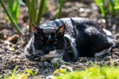 Güneşli bir bahçede yatan siyah beyaz bir kedi