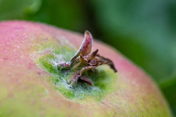 Eine Nahaufnahme Eines Apfels Mit Geringer Schärfentiefe — Stockfoto