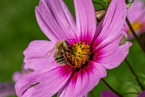 Eine Nahaufnahme Einer Biene Die Spätsommer Auf Einer Kosmosblume Hockt — Stockfoto