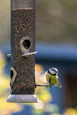 A cyanistes caeruleus, commonly known as a blue tit, perched on a bird feeder in the spring sunshine