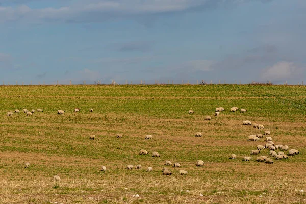 Ovejas Pastando Una Ladera Sussex — Foto de Stock