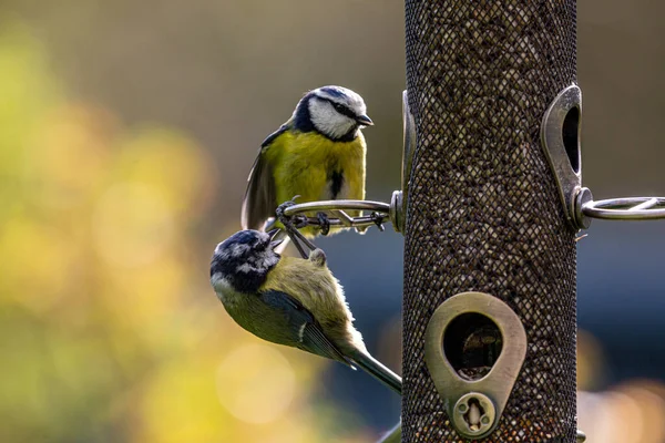 Two Cyanistes Caeruleus Commonly Known Blue Tits Perched Bird Feeder — Stok fotoğraf