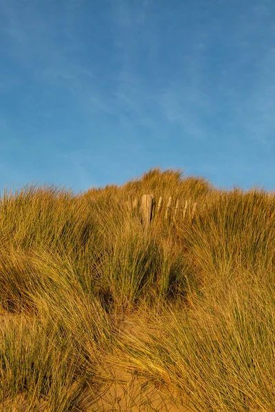 Marramgras Bedekt Met Zandduinen Aan Kust — Stockfoto