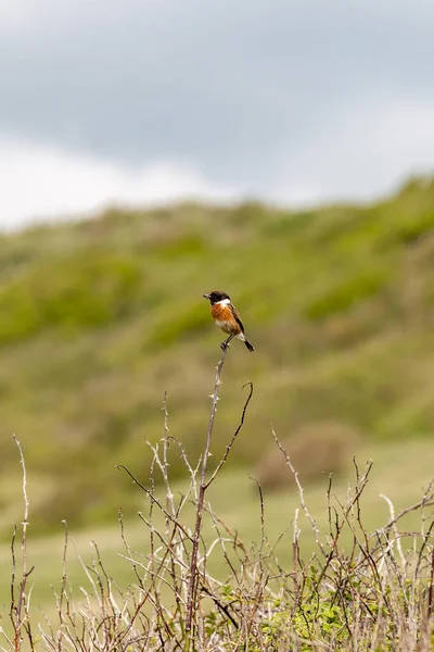 Stonechat Perched Branch Holding Insect Its Beak — 스톡 사진