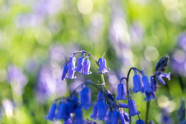 Bahar güneşinde bir çan çiçeğinin yakın çekimi