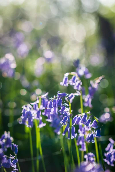 Blå Klocka Blommor Vårsolen — Stockfoto