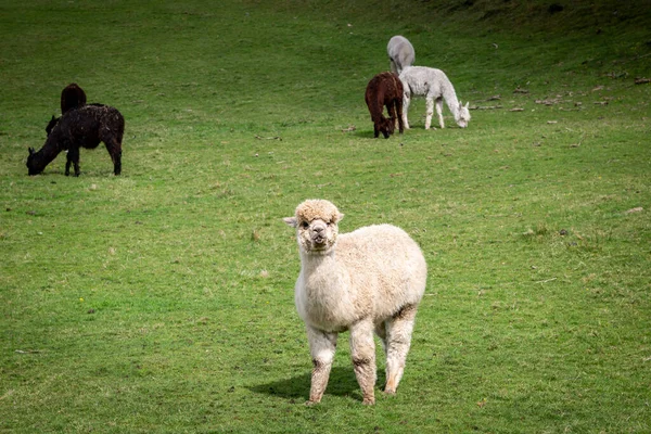 Alpacas Ett Fält Cumbria Med Tittar Direkt Kameran — Stockfoto