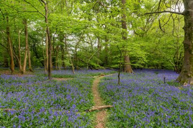 BlueBell ormanında bir patika.