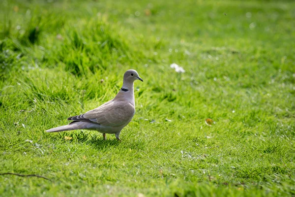 Eurasian Collared Dove Sussex Garden —  Fotos de Stock