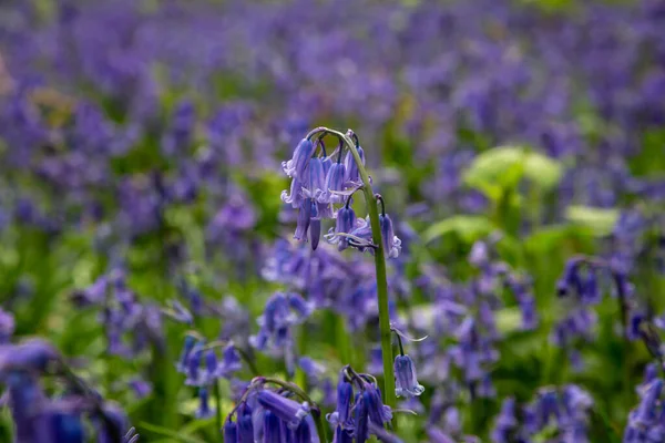 Close Bluebell Flower Shallow Depth Field — Stockfoto