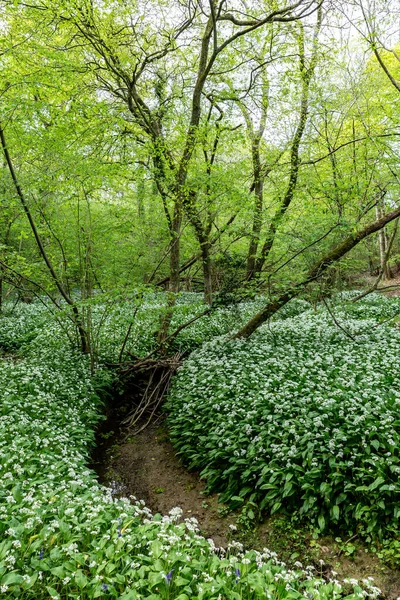 Uma Abundância Alho Selvagem Floresta Sussex — Fotografia de Stock