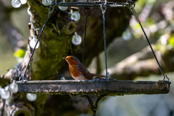 Robin Standing Bird Table Shallow Depth Field — Fotografia de Stock