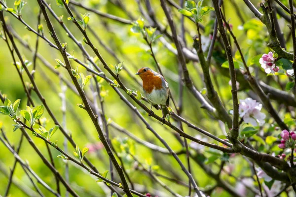 Robin Perched Apple Tree Spring Time — Fotografia de Stock