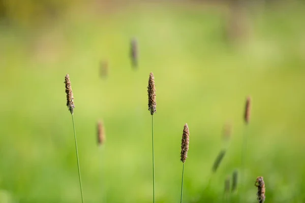 Close Meadow Foxtail Grass Shallow Depth Field — Stockfoto