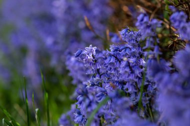 Bahar güneşinde İspanyol çan çiçekleri