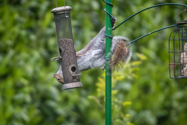 Sciurus Carolinensis Commonly Known Grey Squirrel Clinging Bird Feeding Pole — Stockfoto