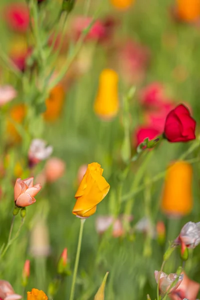 Maki Inne Dzikie Kwiaty Słoneczny Letni Dzień — Zdjęcie stockowe