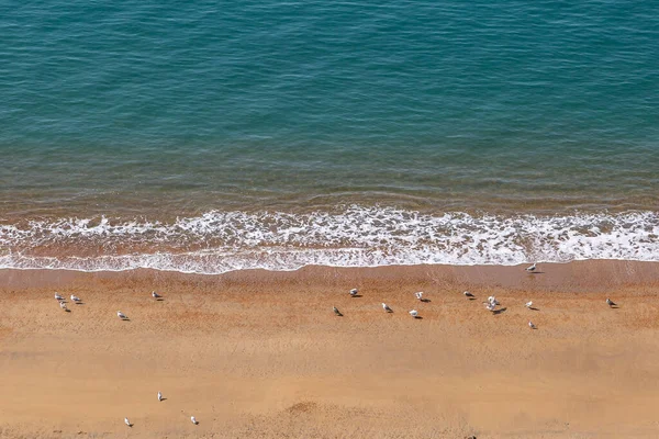 Looking Gulls Sandy Beach Whale Chine Isle Wight — Stock Fotó