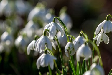 Güneş ışığındaki kardamlası çiçeklerine yakın çekim