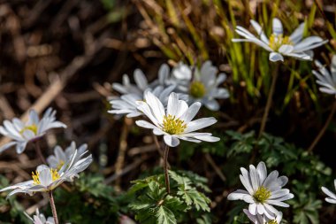 İlkbaharda narin şakayık çiçekleri