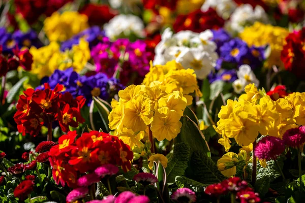 Vibrante Primula Polianthas Flor Soleado Día Primavera —  Fotos de Stock