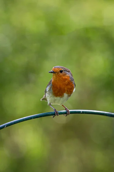 Robin Perched Pole Sussex Garden — Stock Fotó