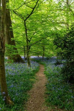 A pathway through a bluebell wood