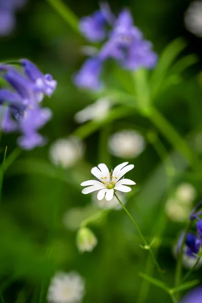 Lkbaharda Açan Hassas Geater Dikişleri Çiçekleri — Stok fotoğraf